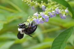 Xylocopa phalothorax