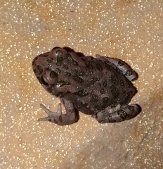 Bufotes viridis sitibundus