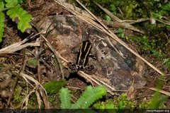 Ranitomeya variabilis