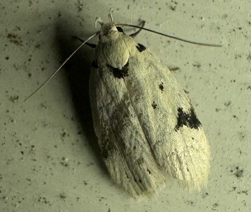 Black-marked Inga Moth photo 4