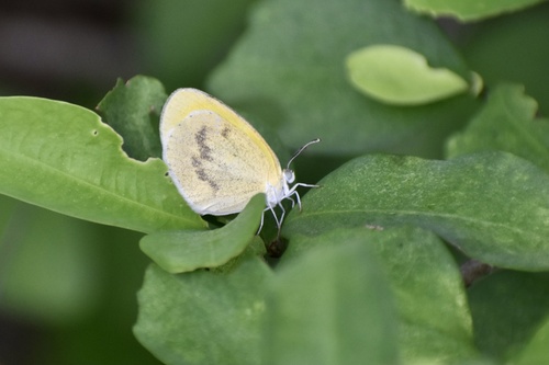 Banded Yellow
