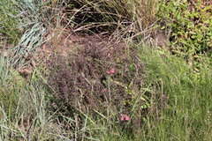 Jamesbrittenia breviflora