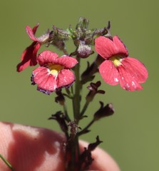 Jamesbrittenia breviflora
