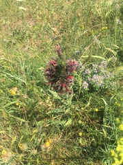 Pontechium maculatum