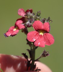 Jamesbrittenia breviflora