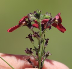 Jamesbrittenia breviflora