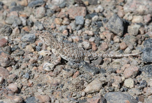 Kulagin’s variegated toadhead agama, Phrynocephalus kulagini