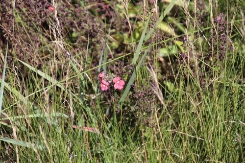 Image of Jamesbrittenia breviflora by (c) Tony Rebelo, some rights reserved (CC BY-SA)