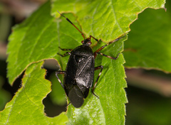 Deraeocoris trifasciatus
