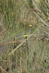 Helichrysum glomeratum