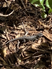 Sceloporus occidentalis
