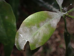 Erysiphe uncinuloides