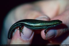 Pseudemoia pagenstecheri