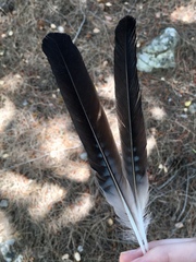 Garrulus glandarius graecus