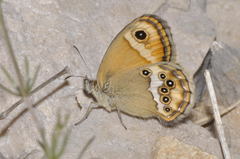 Coenonympha dorus