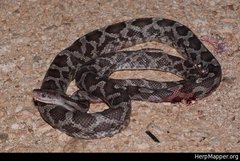 Pseudelaphe phaescens