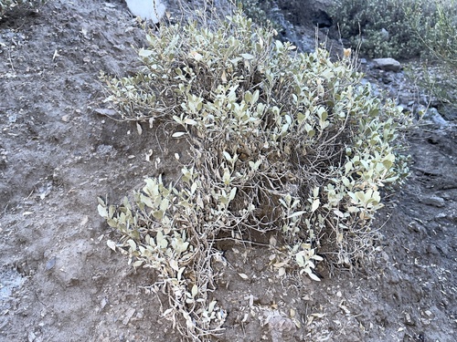 Image of Atriplex gardneri by no rights reserved
