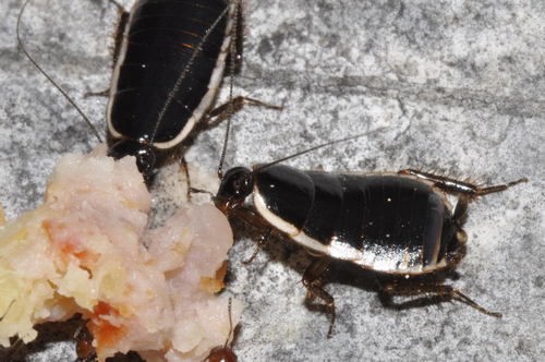 Lobe-winged cockroach