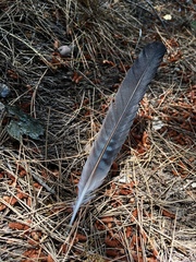 Garrulus glandarius graecus