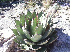 Agave bovicornuta