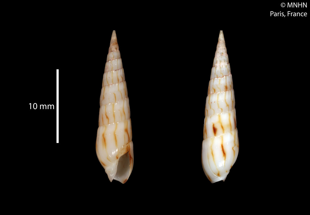 Hastula betsyae