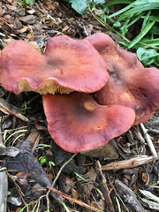 Gymnopilus thiersii