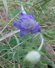 Nigella integrifolia