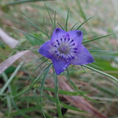 Nigella integrifolia