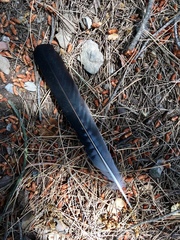 Garrulus glandarius graecus