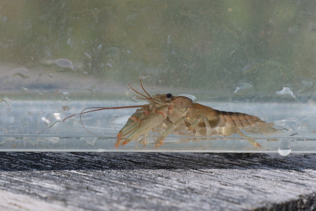 Photo of a Northern Clearwater Crayfish