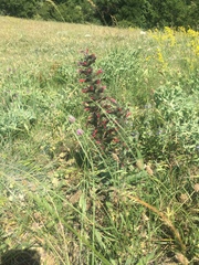 Pontechium maculatum