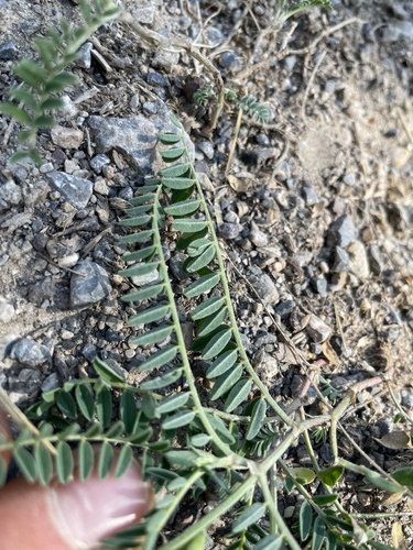 Image of Tibet Milkvetch (Astragalus tibetanus) by no rights reserved