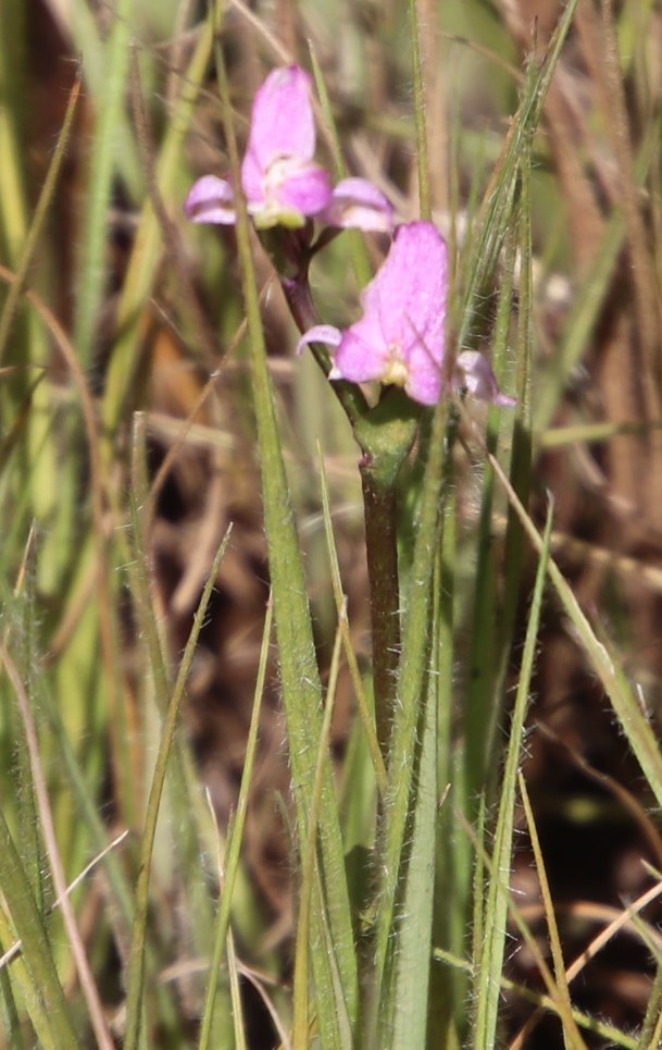 Disperis stenoplectron × tysonii