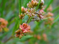 Dodonaea viscosa angustissima
