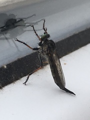 Neoitamus socius
