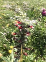 Pontechium maculatum