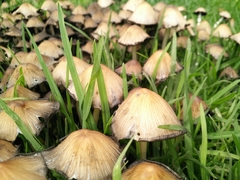 Coprinellus micaceus
