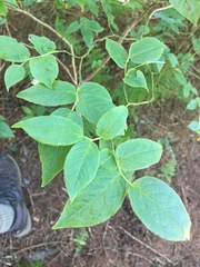 Vaccinium erythrocarpum