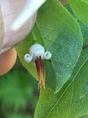 Vaccinium erythrocarpum