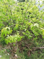 Laburnum anagyroides