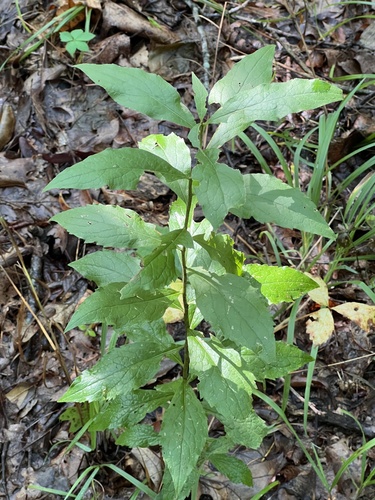 Solidago buckleyi, photograph 5