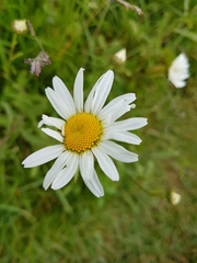 Leucanthemum vulgare