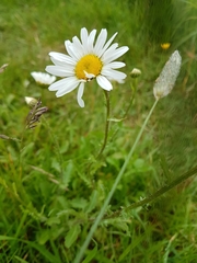 Leucanthemum vulgare