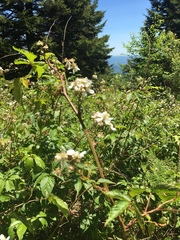 Rubus canadensis