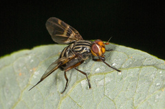 Otites porcus