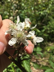 Rubus canadensis
