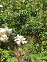 Rubus canadensis