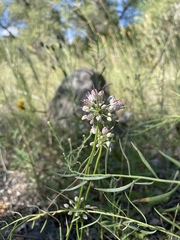 author not stated, no rights reserved Allium tianschanicum, photograph author not stated, no rights reserved
