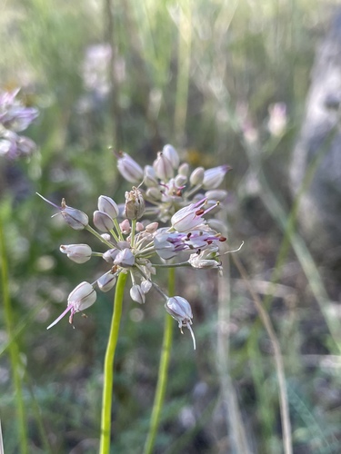 Allium tianschanicum, photograph 5
