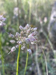 author not stated, no rights reserved Allium tianschanicum, photograph author not stated, no rights reserved